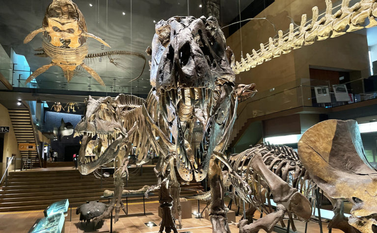 はるか古代へ！巨大な恐竜の化石で大人から子どもまで大興奮する博物館！