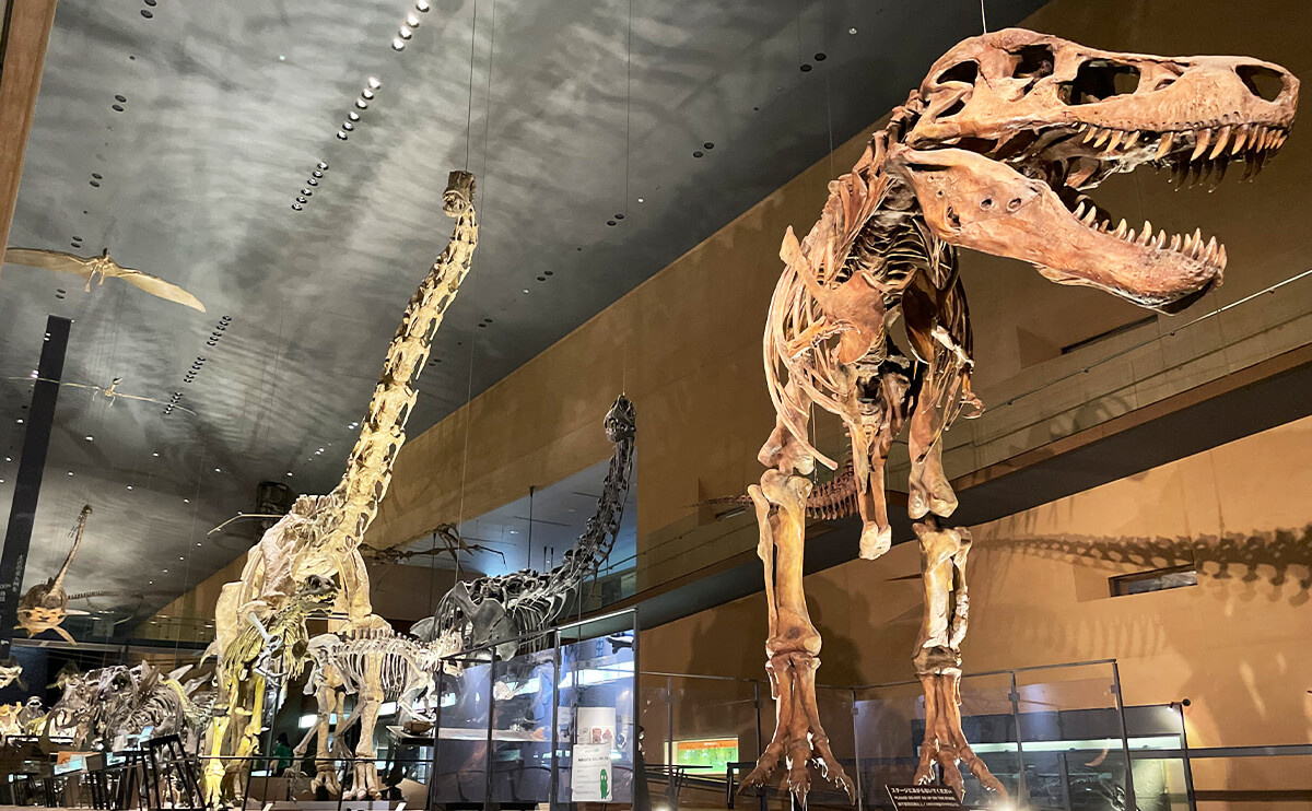 ティラノサウルスの全身骨格レプリカは圧巻の迫力！
