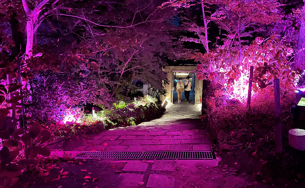 森の中に配置された紫のライト