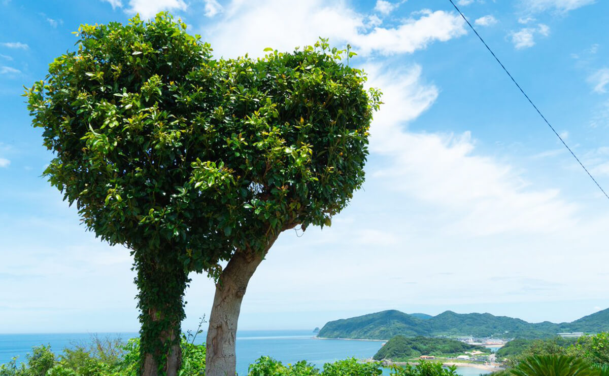 糸島にあるハートの木