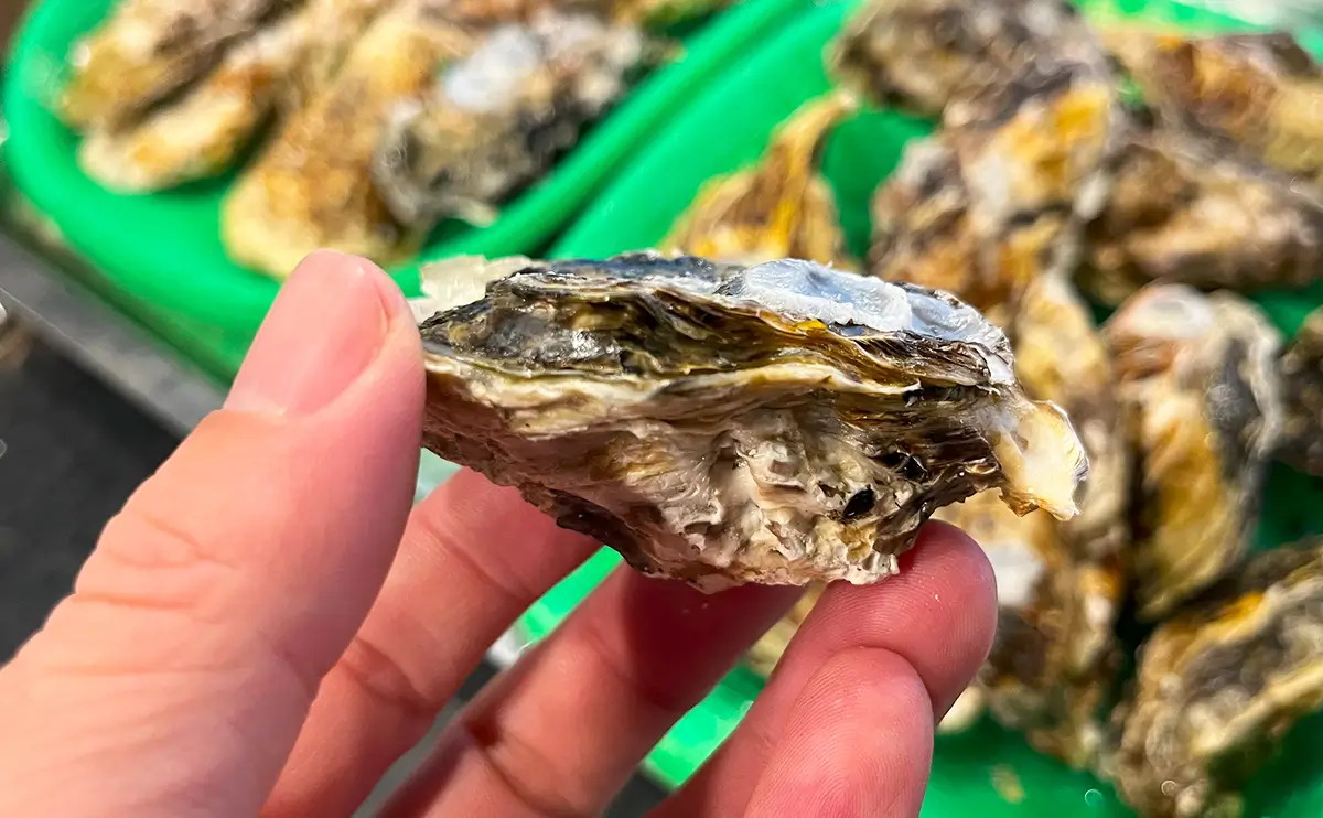 小粒の牡蠣は手に持つと指先程度のサイズ感